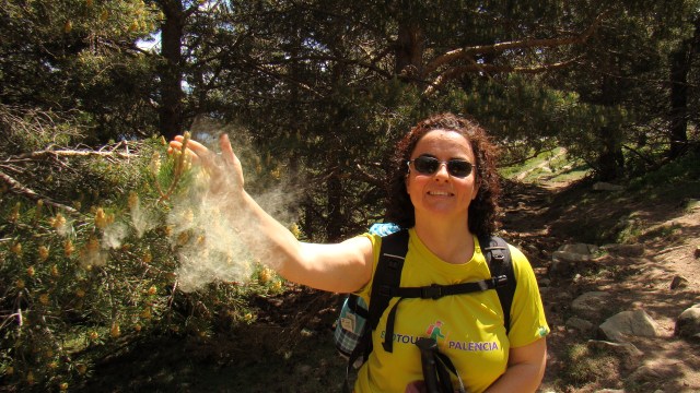 Dispersión anemócora del polen del Pinus Sylvestris, Picos de Urbión, Soria
