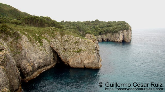 Ensenada de Moral, Pimiangu, Ribedeva