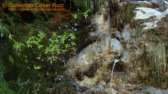 Fontes da Rogueira, Serra do Courel