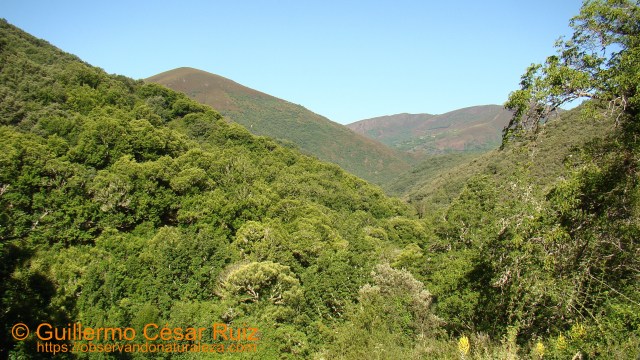 Formigueiros y fragas con carballos da Devesa da Rogueira