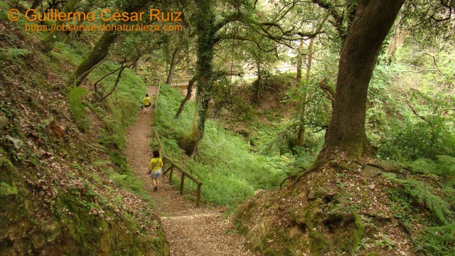GR-E9 Senda Costera. Camino del Monasterio de Santa María de Tina a Pimiangu, Ribedeva
