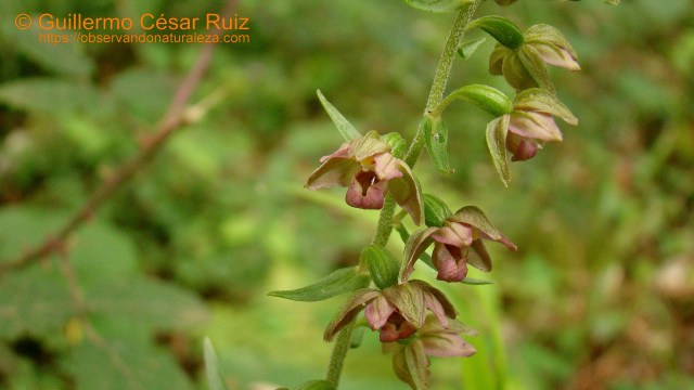 Heleborina de hojas anchas, Epipactis helleborine subsp. helleborine