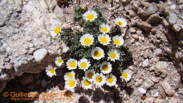 Margarita alpina, Leucamthemopsis alpina subsp. cuneata