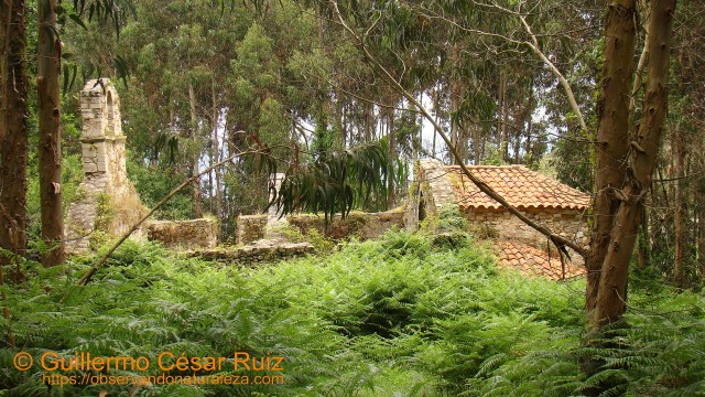 Monasterio de Santa María de Tina, ruinas, Pimiangu, Ribedeva