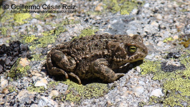 Sapo corredor, Bufo calamita