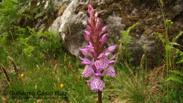 Satirión manchado, Dactylorhizamaculata, detalle inflorescencia