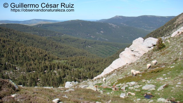 Sierra Cebollera desde Laguna Larga