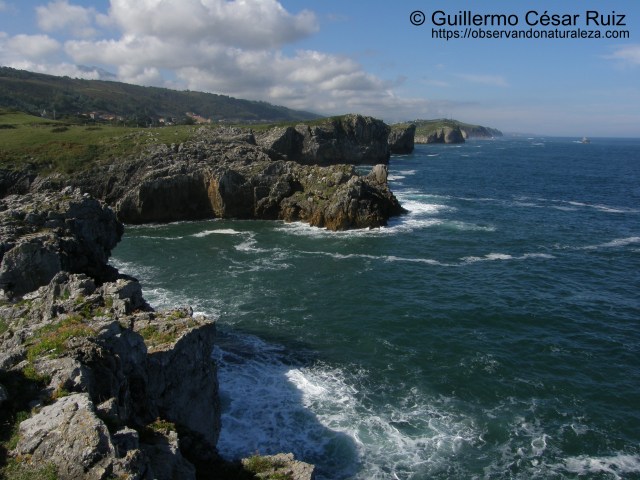 Acantilados de Buelna-Pendueles (Llanes-Asturias)
