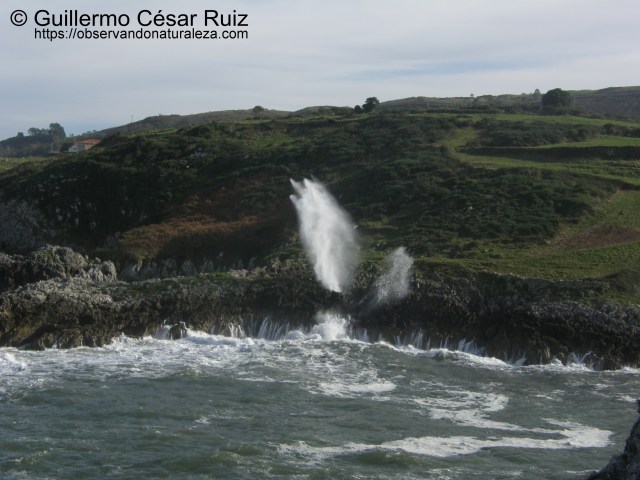 Bufón de La Cavá (Llanes-Asturias)