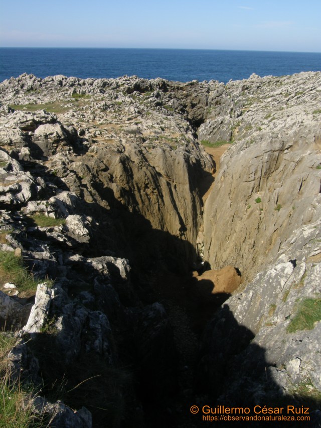 Bufón de Arenillas, Puertas de Vidiago (Llanes-Asturias)