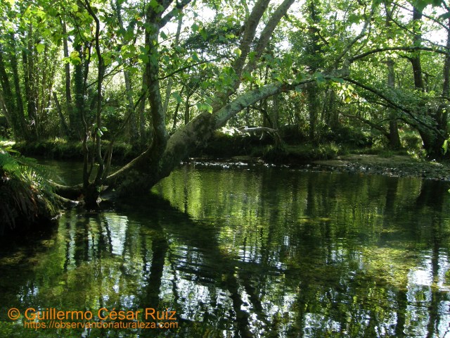 Río Purón, Puertas de Vidiago (Llanes-Asturias)