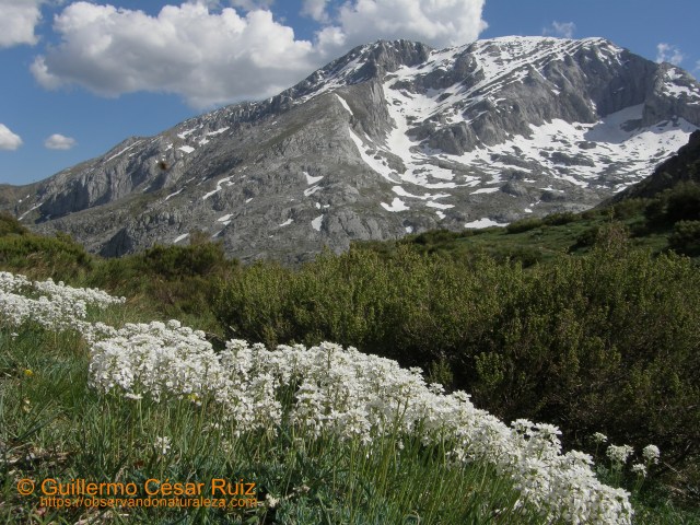 El Espigüete desde la Majada Cimera, Senda Cascadas del Mazobre