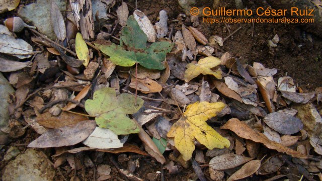 Arce menor, Acer campestre en los encinares cantábricos de Monte Buciero, Santoña