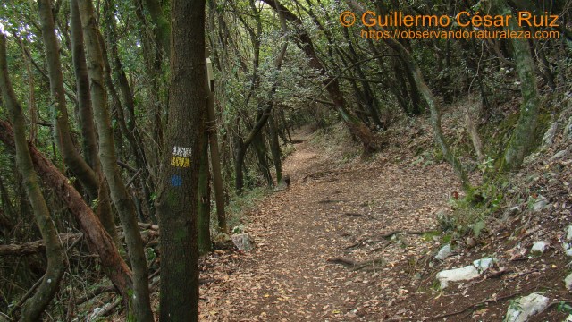Caminando entre la espesura del encinar cantábrico por el Monte Buciero, Santoña