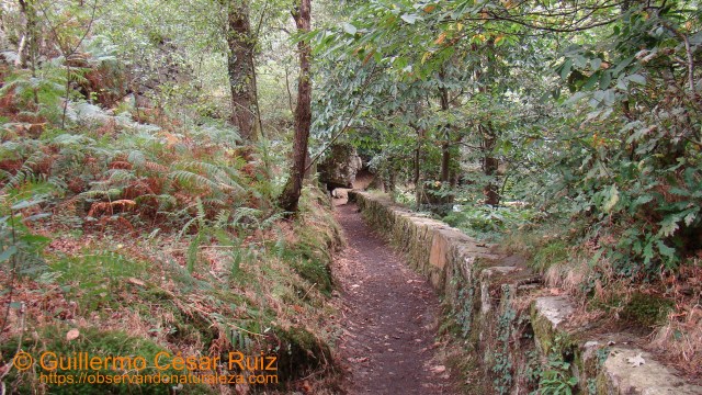 Canal de agua entre molinos de rodezno empleada ahora como senda entre La Firbia y Ulloa, Cascadas de Oneta