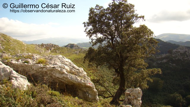 De Regreso descendiendo hacia la Hoya de Corteguera, otra vista de la encina cantábrica junto a la senda