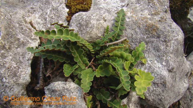 Doradilla, Asplenium ceterach, sobre grietas de roquedos calizos, sendas Monte Candina