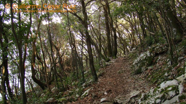 Encinar cantábrico, Monte Buciero, Santoña