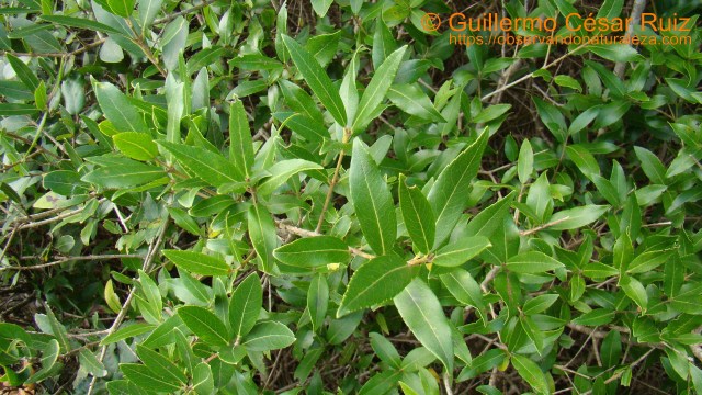 Labiérnago de hoja ancha, Phillyrea latifolia, sendas Monte Candina