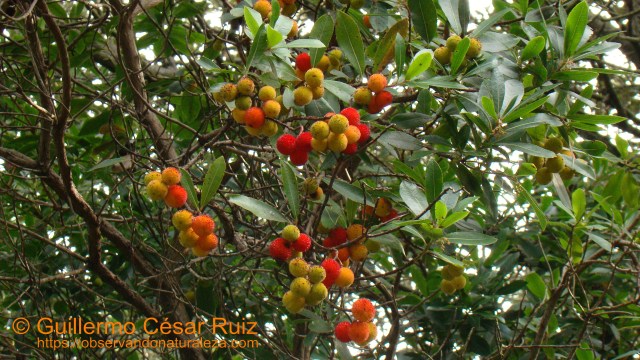 Madroño, Arbutus unedo, Monte Buciero, Santoña