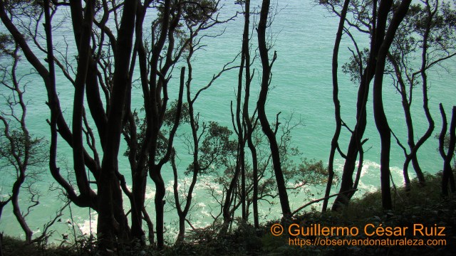 Mar de aguas cristalinas azul turquesa entre encinas desde Monte Buciero, Santoña