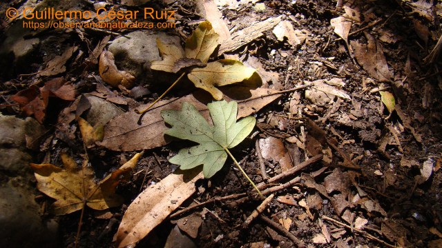 Rastros de flora...hojas de arce menor, Acer campestre, camino del Faro del Caballo, Monte Buciero, Santoña