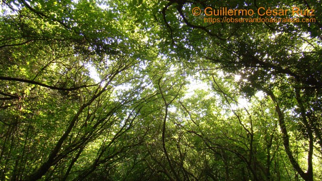 Valle de los Avellanos, Camino de las Minas, Monte Buciero, Santoña