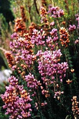 Xerra Peña Collada (Erica cinerea)