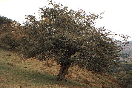Xerra Peña Collada (Espinera nel Colladin)