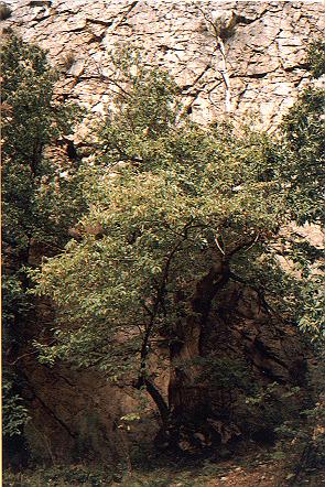 Xerra Peña Collada (vieyu castañu baxu la peñona Castru El Tornichón)