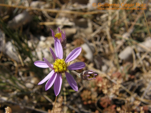 Manzanilla de pastor, Aster aragonensis