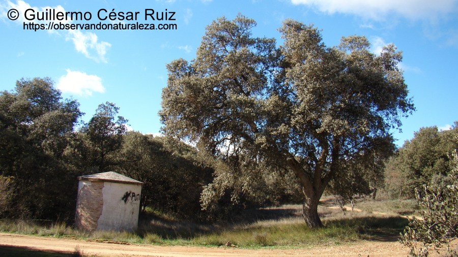 Atalaya del Pozo Vallejuelos