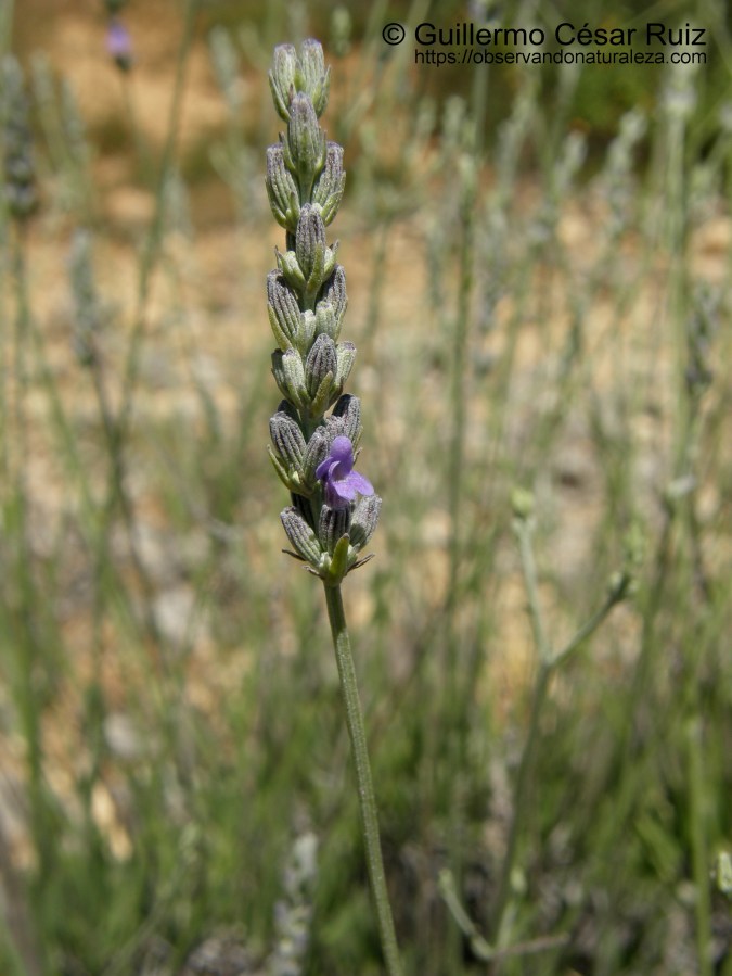 Espliego, Lavandula latifolia