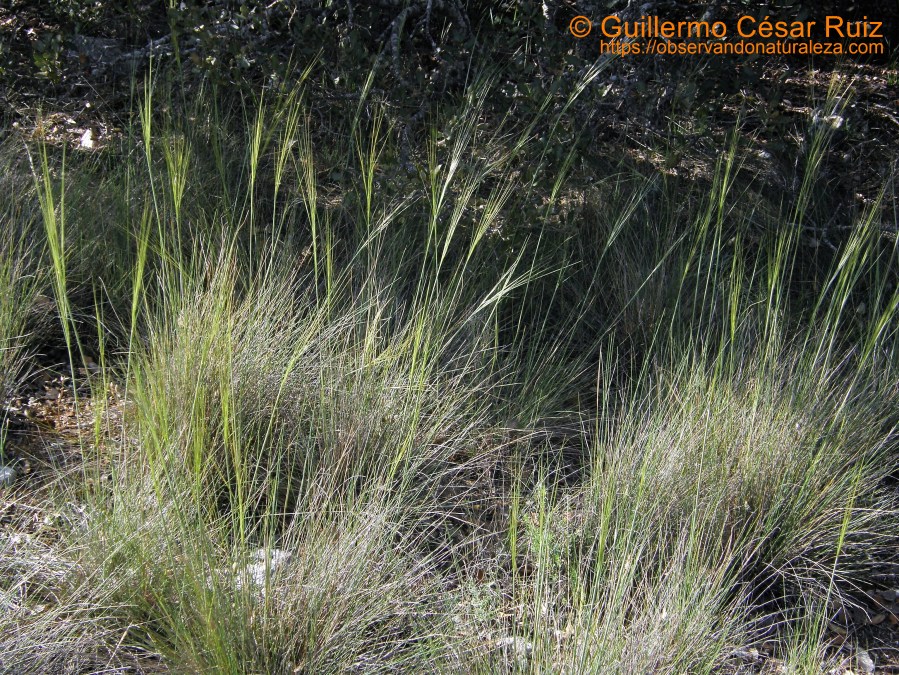 Hierba plumero, Stipa iberica