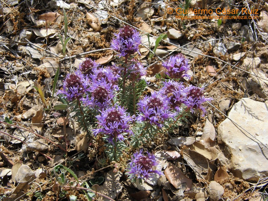 Periquillos, Coris monspeliensis