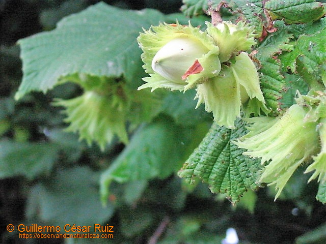 Ablanu o avellano, Corylus avellana