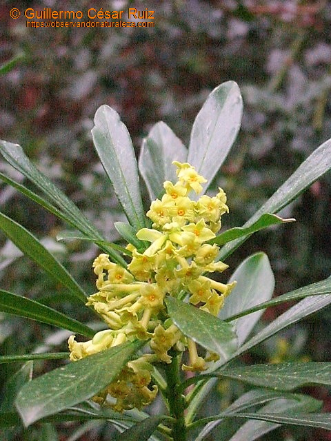 Acebún o torvisco macho, Daphne laureola