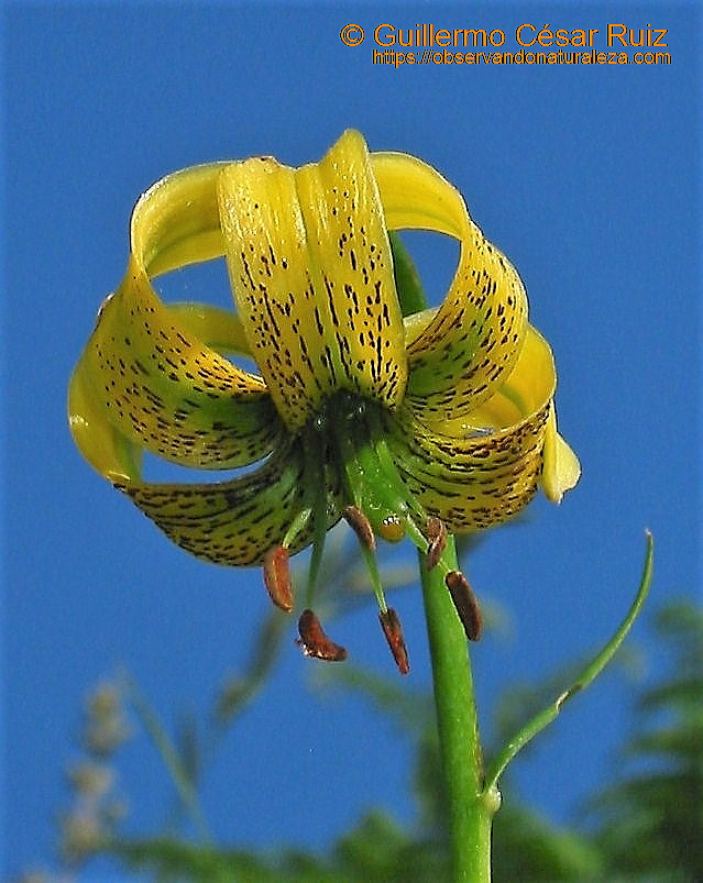Acibre de los pirineos