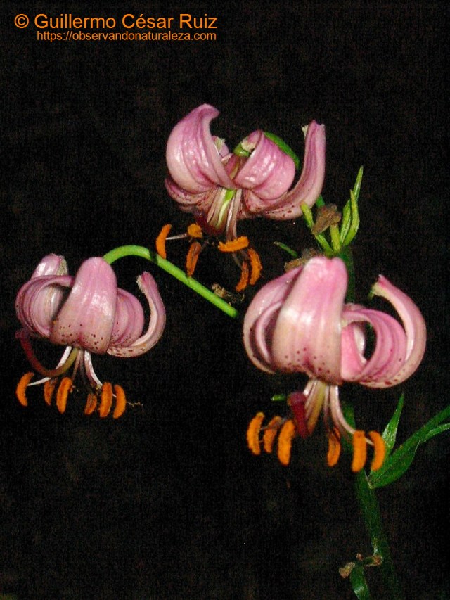 Acibre o martagón, Lilium martagón