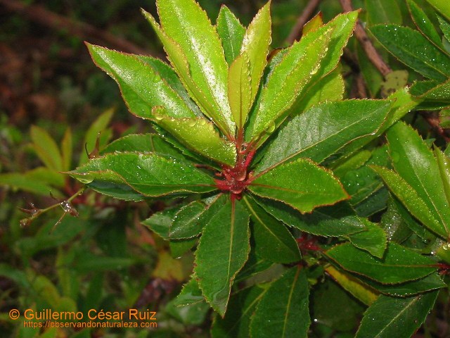 Albornial en Villmexil