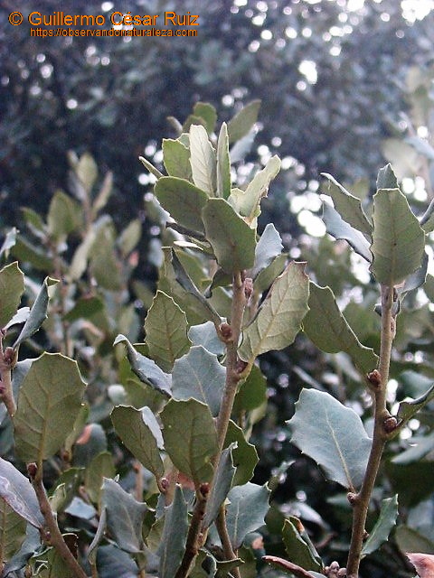 Alguera o polliscu, Quercus x gracilis
