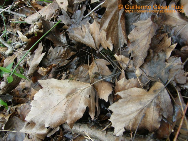 Arceyal, fueyes nel Naranco