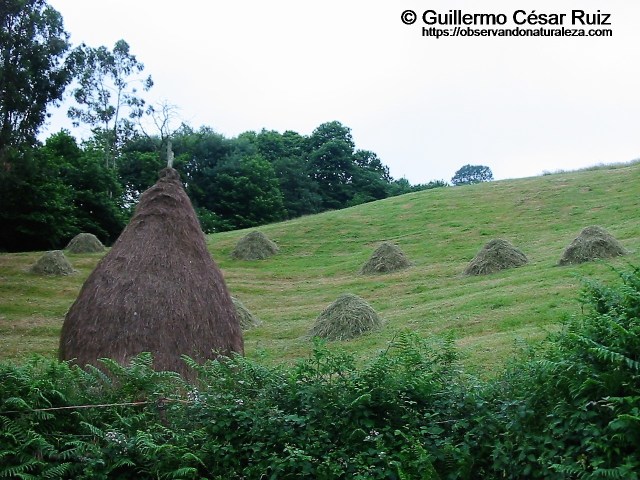Balagu o balagar y facinas en Les Cabañes