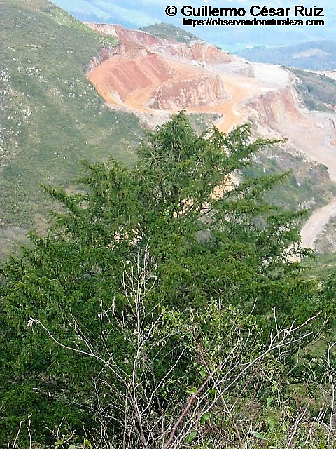Cantera Arcelor-Mittal, S.A. en 2005 entre Cantu La Berruga o Berrugona y Picos Secos