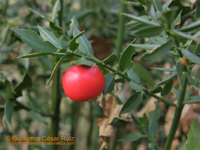Capiu en El Molinón
