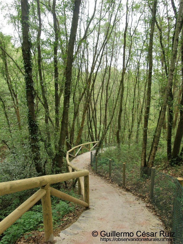 Carbayéu proximo a La Malata-Uviéu. Senda transversal Naranco-Nora