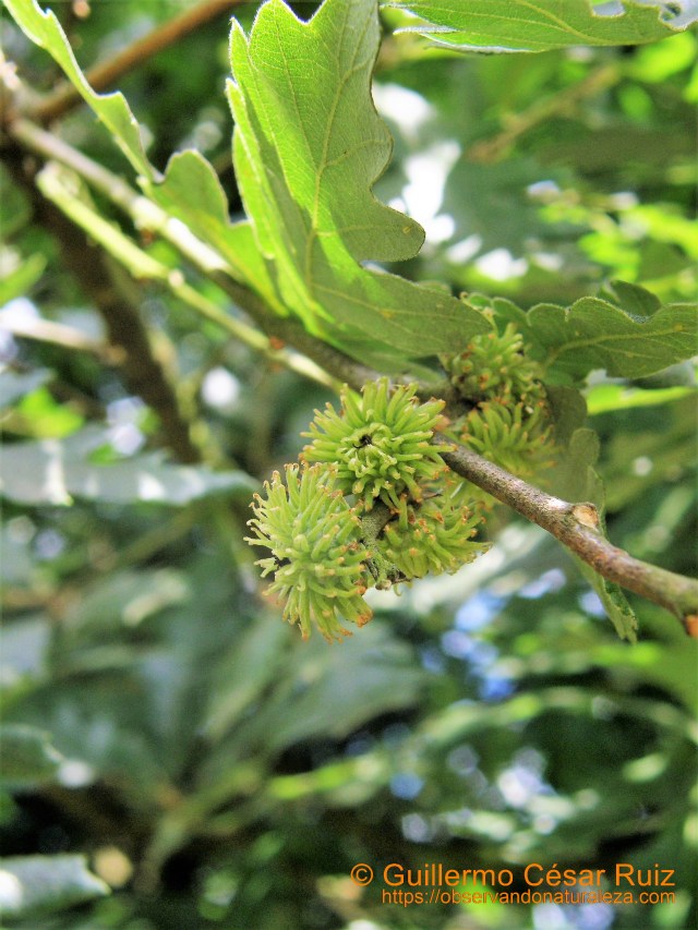 Carbayu turcu, Quercus cerris