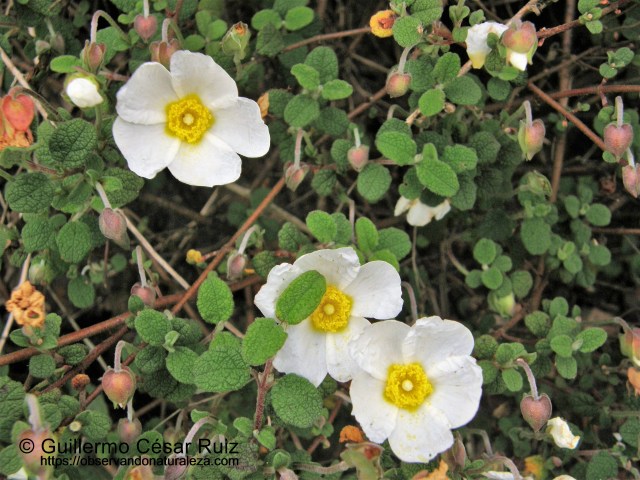 Carpizu Cistus salvifolius