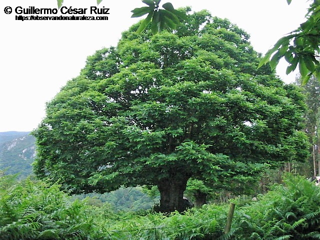 Castañal, Castanea sativa, Monte La Meredal