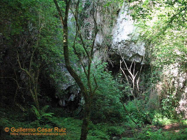 Cueva La Llosa o Los Borrones-El Pebidal